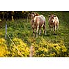 Cows grazing on a lovely green pasture