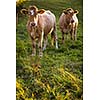 Cows grazing on a lovely green pasture