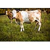 Cows grazing on a lovely green pasture