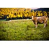 Cows grazing on a lovely green pasture