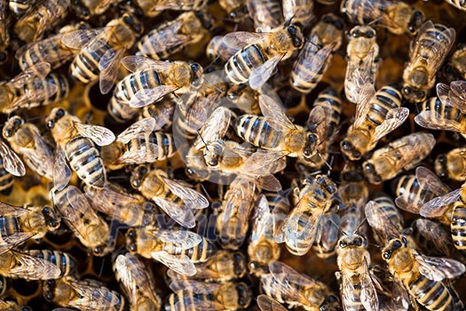 Macro shot of bees swarming on a honeycomb Macro shot of bees swarming on a honeycomb