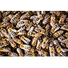 Macro shot of bees swarming on a honeycomb