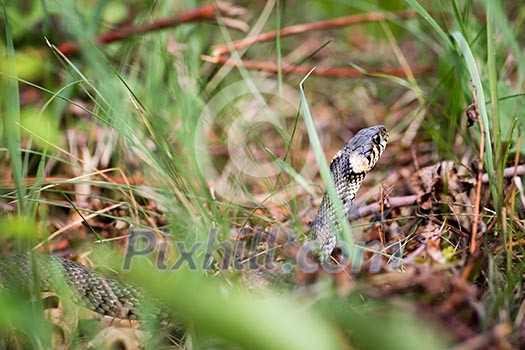 Grass snake (Aka Water snake; Natrix Natrix) Grass snake (Aka Water snake; Natrix Natrix)