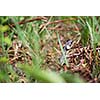 Grass snake (Aka Water snake; Natrix Natrix)