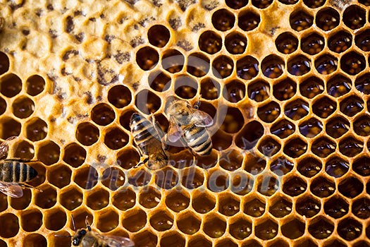 Macro shot of bees swarming on a honeycomb Macro shot of bees swarming on a honeycomb
