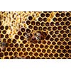 Macro shot of bees swarming on a honeycomb