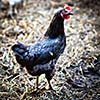 Closeup of a hen in a farmyard (Gallus gallus domesticus)