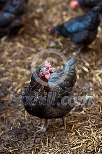 Closeup of a hen in a farmyard (Gallus gallus domesticus) Closeup of a hen in a farmyard (Gallus gallus domesticus)