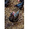 Closeup of a hen in a farmyard (Gallus gallus domesticus)