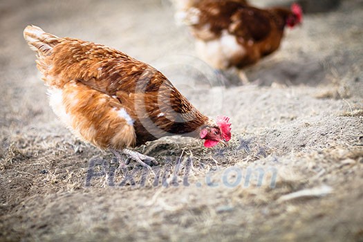 Closeup of a hen in a farmyard (Gallus gallus domesticus) Closeup of a hen in a farmyard (Gallus gallus domesticus)