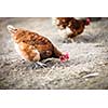 Closeup of a hen in a farmyard (Gallus gallus domesticus)