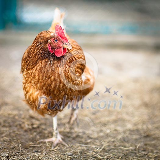 Closeup of a hen in a farmyard (Gallus gallus domesticus) Closeup of a hen in a farmyard (Gallus gallus domesticus)