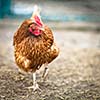 Closeup of a hen in a farmyard (Gallus gallus domesticus)