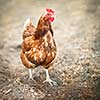 Closeup of a hen in a farmyard (Gallus gallus domesticus)