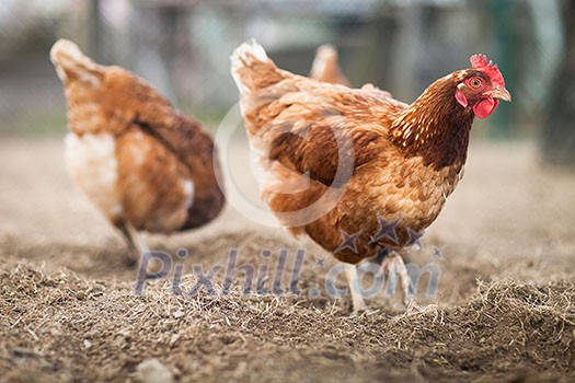 Closeup of a hen in a farmyard (Gallus gallus domesticus) Closeup of a hen in a farmyard (Gallus gallus domesticus)