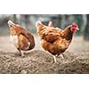 Closeup of a hen in a farmyard (Gallus gallus domesticus)