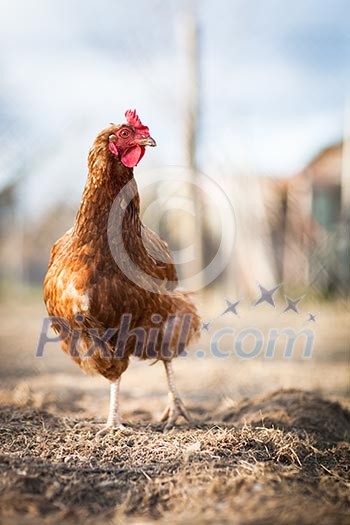 Closeup of a hen in a farmyard (Gallus gallus domesticus) Closeup of a hen in a farmyard (Gallus gallus domesticus)