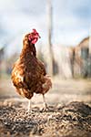 Closeup of a hen in a farmyard (Gallus gallus domesticus)