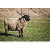 Suffolk black-faced sheep (Ovis aries) grazing on a meadow