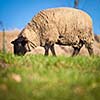 Suffolk black-faced sheep (Ovis aries) grazing on a meadow