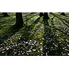 Low early spring setting sun in a forest casting long shadows