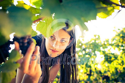 Grapes in a vineyard being checked by a female vintner (color toned image) Grapes in a vineyard being checked by a female vintner (color toned image)