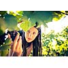 Grapes in a vineyard being checked by a female vintner (color toned image)