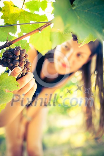 Grapes in a vineyard being checked by a female vintner (color toned image) Grapes in a vineyard being checked by a female vintner (color toned image)