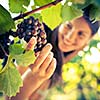 Grapes in a vineyard being checked by a female vintner (color toned image)