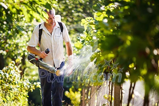 Vintner walking in his vineyard spraying chemicals on his vines Vintner walking in his vineyard spraying chemicals on his vines