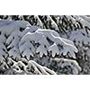 closeup of snow on tree at beautiful winter season day