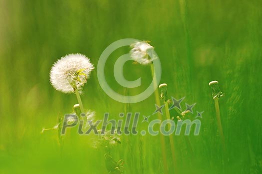 beautiful sunset in nature landscape with scenic colors beautiful sunset in nature landscape with scenic colors