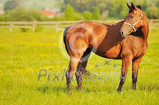 beautiful horse in nature run and have family relatinship beautiful horse in nature run and have family relatinship
