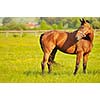 beautiful horse in nature run and have family relatinship