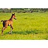 beautiful horse in nature run and have family relatinship