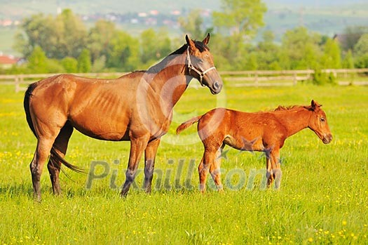 beautiful horse in nature run and have family relatinship beautiful horse in nature run and have family relatinship