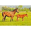 beautiful horse in nature run and have family relatinship