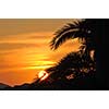palm branches background at tropical sea on summer vacation
