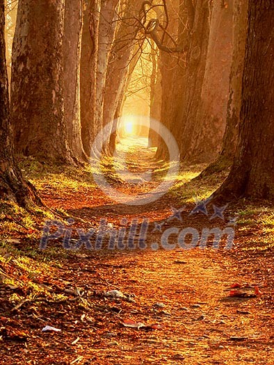 beautiful fresh morning with sun rays and dramatic light beautiful fresh morning with sun rays and dramatic light