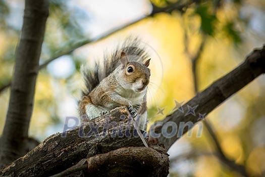Eastern Grey Squirrel (Sciurus carolinensis) Eastern Grey Squirrel (Sciurus carolinensis)