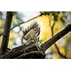 Eastern Grey Squirrel (Sciurus carolinensis)
