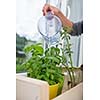 Watering the kitchen herbs - Young woman pouring fresh water into pots with fresh herbs on her appartment's kitchen window