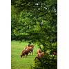 Cows grazing on a lovely green pasture