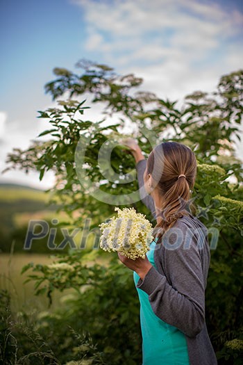 Young woman picking elderflower to make an infusion at home Young woman picking elderflower to make an infusion at home