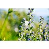 white buterfly at sunny day fly over plants and flower in meadow