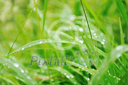 gras and flowers background at raint gras and flowers background at raint