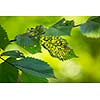 Green leafs eaten by insect, with smooth lush green background