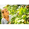 Pretty, young woman picking apricots lit by warm summer evening light (shallow DOF; color toned image)