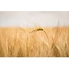 Ripe barley (lat. Hordeum)