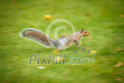 Eastern Grey Squirrel (Sciurus carolinensis) running fast - motion blurred image (panninf technique used to convey fast movement) Eastern Grey Squirrel (Sciurus carolinensis) running fast - motion blurred image (panninf technique used to convey fast movement)